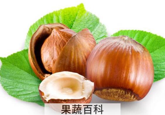 板栗内膜的药用价值与功效作用
