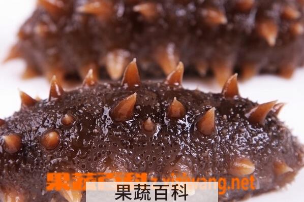 果蔬百科海参