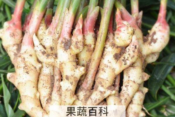 红心姜的功效与作用
