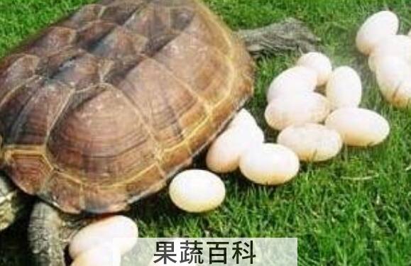 乌龟蛋的功效与作用