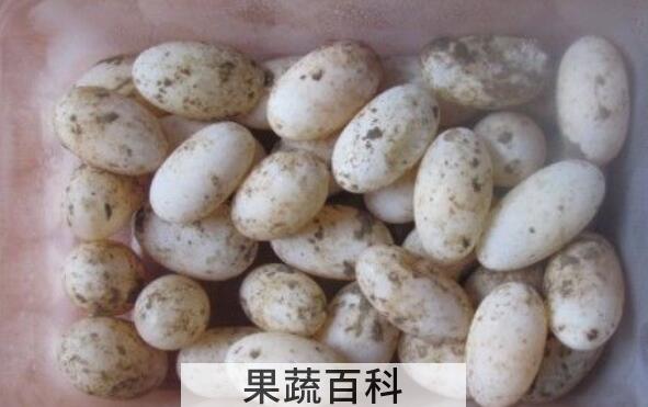 乌龟蛋的功效与作用