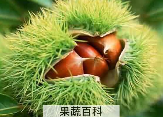 带刺板栗壳的功效与作用
