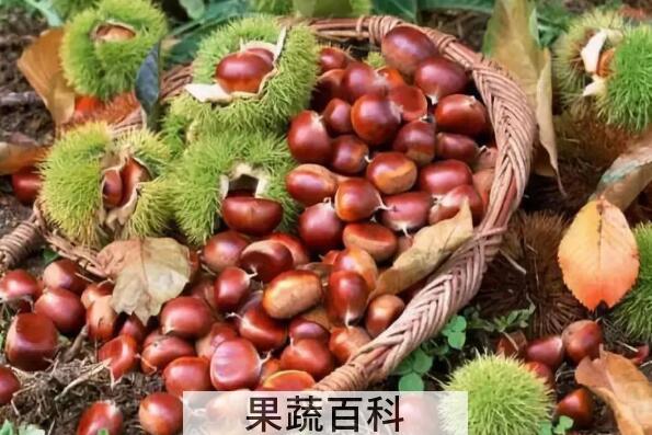 带刺板栗壳的功效与作用