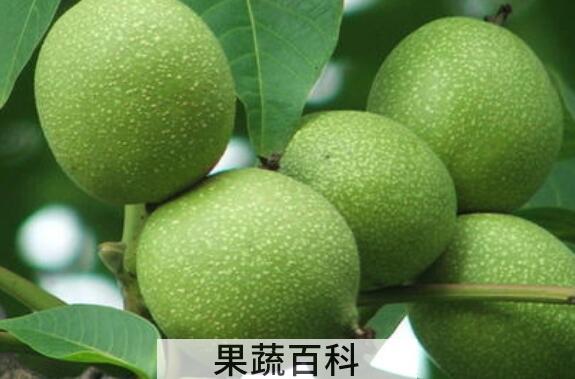 青皮核桃的功效与作用