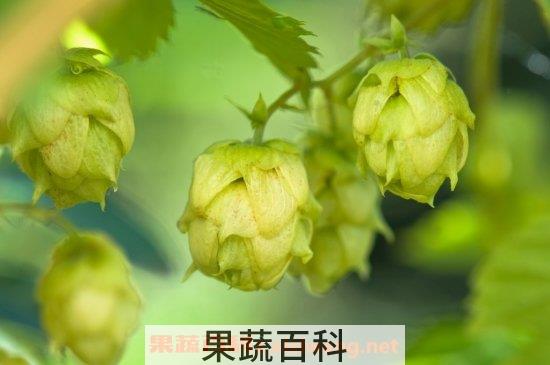 啤酒花
