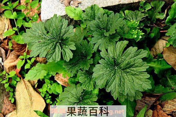 益母草茶
