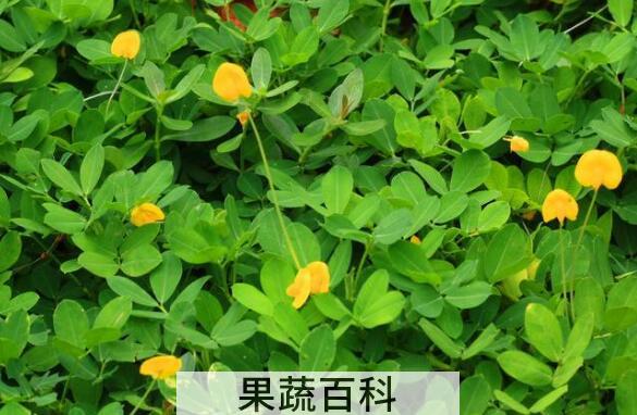 花生秧的功效与作用 花生秧的药用价值