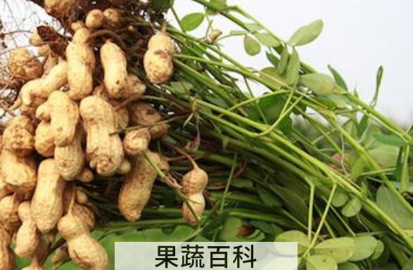 花生秧的功效与作用 花生秧的药用价值