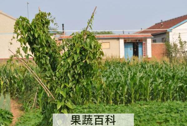 山药藤的功效与作用 山药藤的禁忌