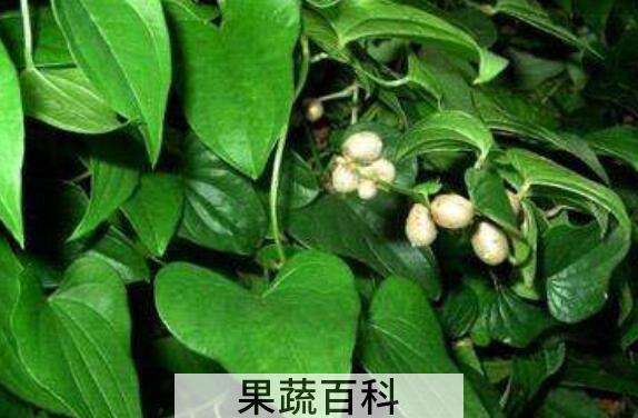 山药藤的功效与作用 山药藤的禁忌