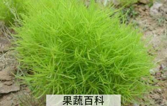 扫帚草的功效与作用 扫帚草的禁忌