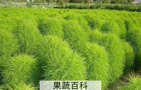 扫帚草的功效与作用 扫帚草的禁忌