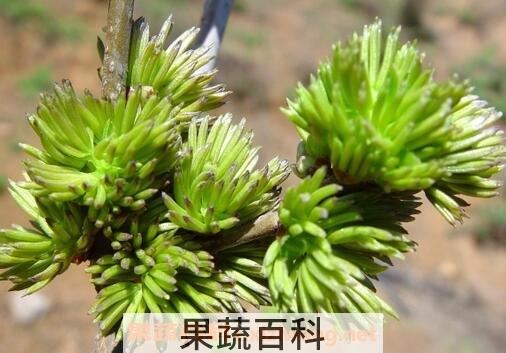 杜仲雄花的功效