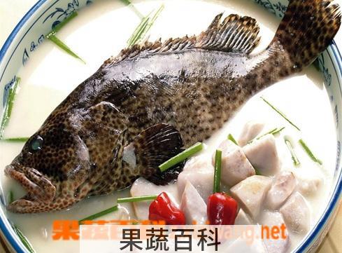 果蔬百科石斑鱼的营养价值