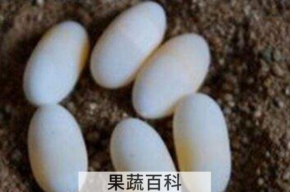 甲鱼蛋的功效与作用 甲鱼蛋的副作用