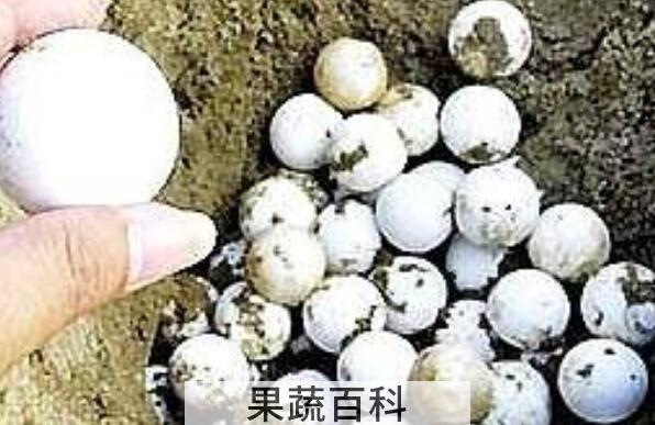 甲鱼蛋的功效与作用 甲鱼蛋的副作用