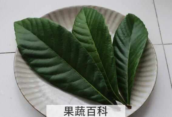 枇杷叶的功效与作用 枇杷叶怎么去毛