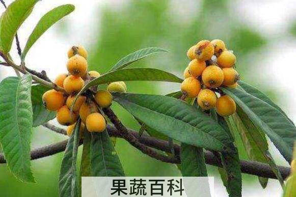 枇杷叶的功效与作用 枇杷叶怎么去毛