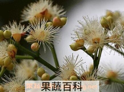 水翁花的功效