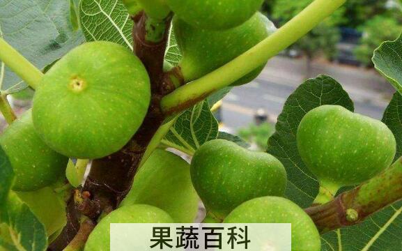 青皮果的功效与作用