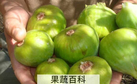 青皮果的功效与作用
