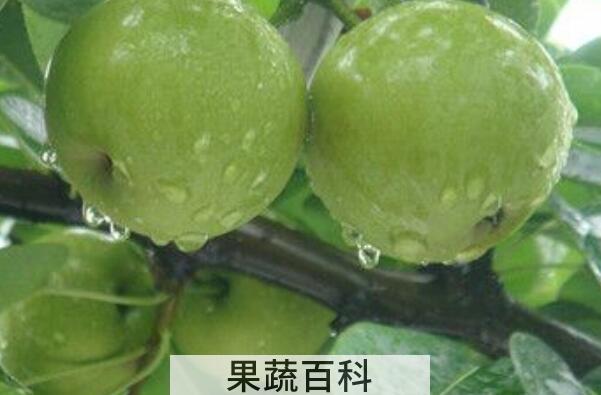 青皮梨的功效与作用及禁忌
