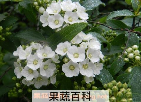 棠梨花的营养价值
