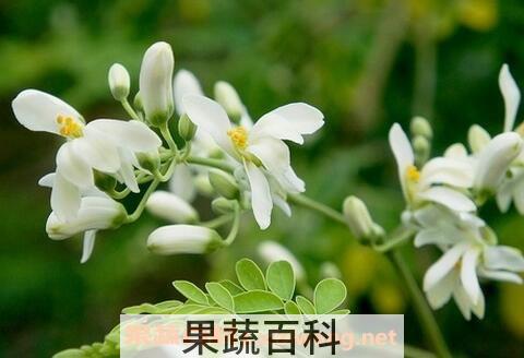 辣木花的功效