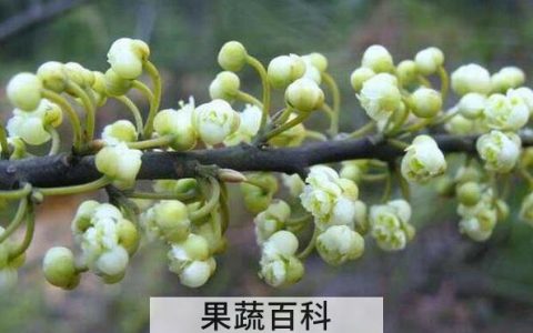 山胡椒花怎么做好吃 山胡椒花的做法