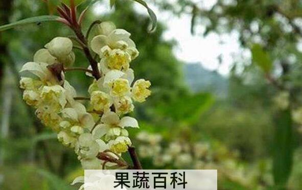 山胡椒花怎么做好吃 山胡椒花的做法