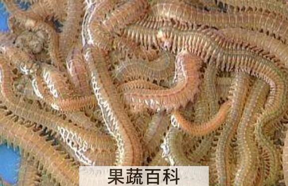 沙蚕的功效与作用 沙蚕的营养价值