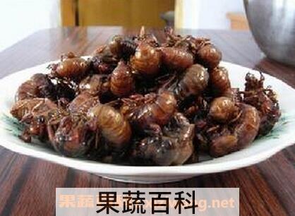 蝉蛹的功效与作用