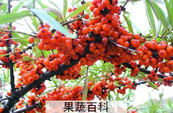 沙棘籽油的功效与作用 沙棘籽油怎么吃