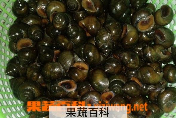 果蔬百科怎么清洗田螺