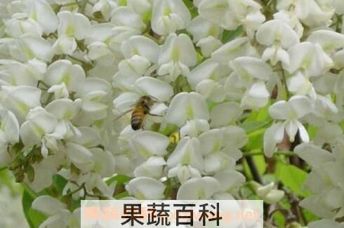 卡其花的作用与功效