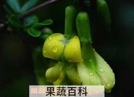 黄芪花的功效