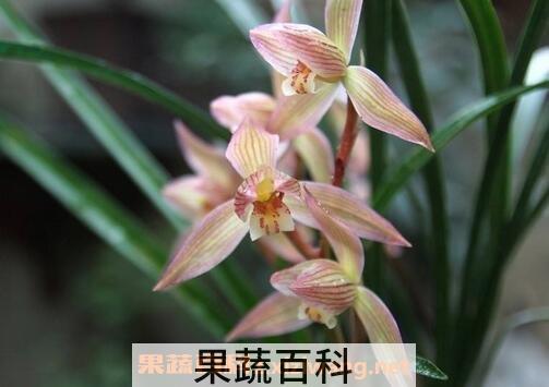 葩兰花的功效