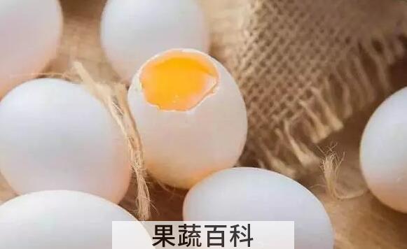 鸽子蛋的功效与作用 鸽子蛋的营养价值