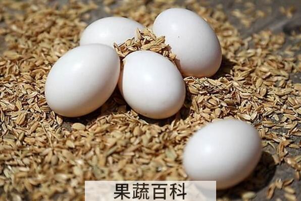 鸽子蛋的功效与作用 鸽子蛋的营养价值