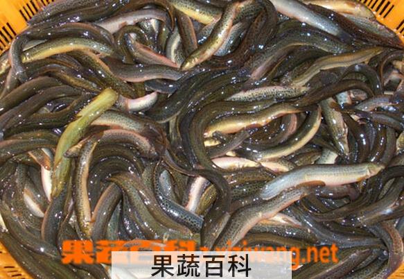 果蔬百科泥鳅
