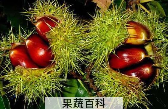 板栗刺壳的功效与作用及禁忌