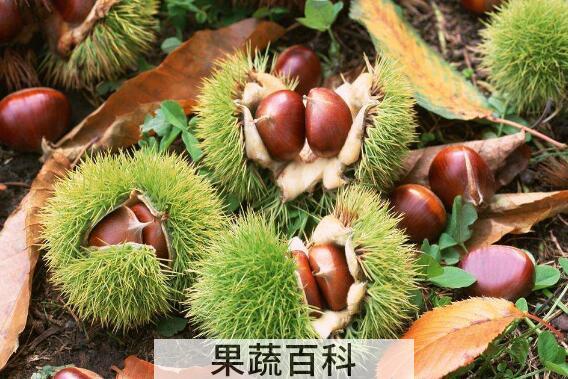 板栗刺壳的功效与作用及禁忌