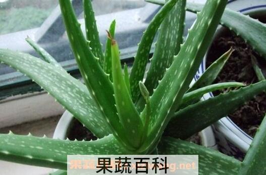 芦荟都能吃吗 