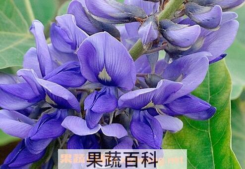  葛花能解酒吗
