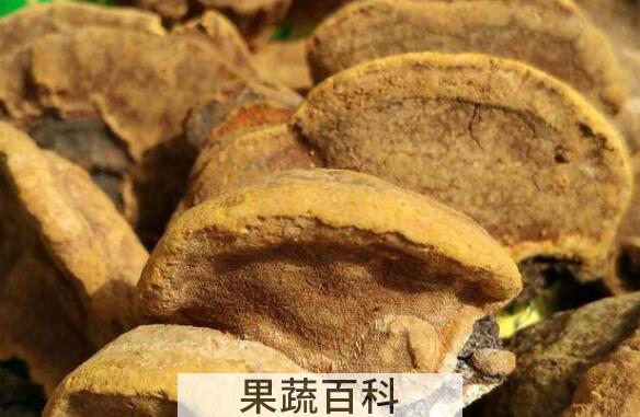 桑黄菇的功效与作用 桑黄菇的食用方法