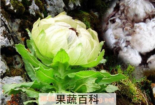 雪莲花的功效作用与食用方法