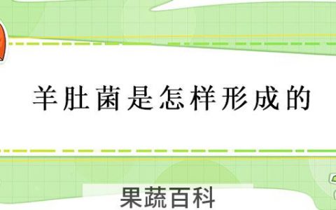 羊肚菌是什么东西