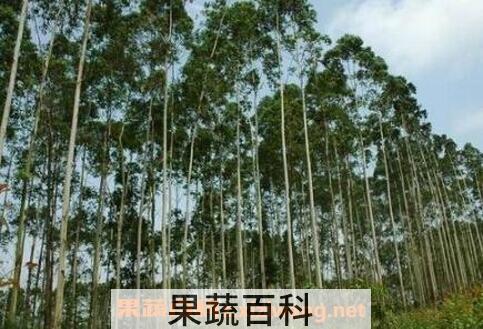 桉树的危害