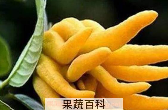 佛手玫瑰花的功效与作用 佛手玫瑰花的禁忌