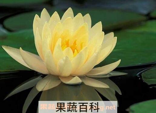 睡莲的养殖方法